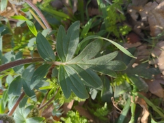 Hydrophyllum capitatum thompsonii