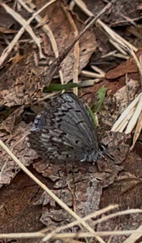 Northern Azure
