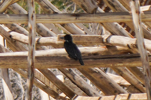 iNaturalist image
