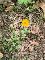 Coreopsis auriculata