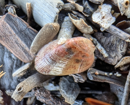 Musculus subpictus observed 2026-05-14