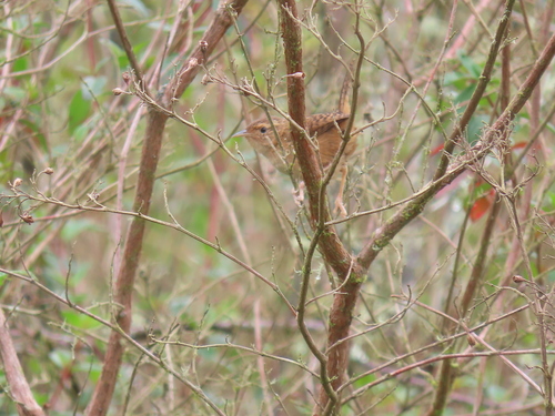 Grass Wren