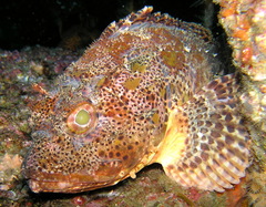 Scorpaena guttata