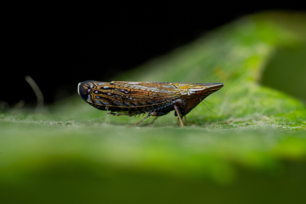 Scaphytopius hambletoni
