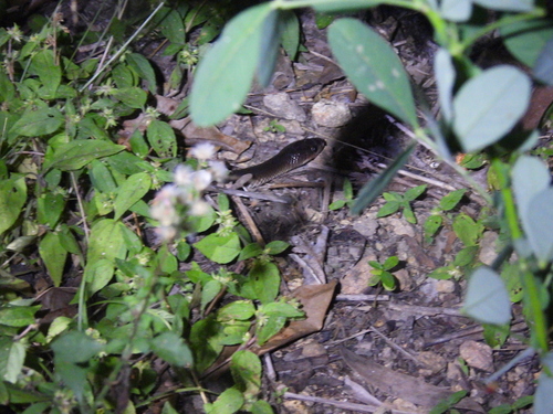 Slaty-grey snake