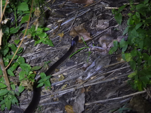 Slaty-grey snake