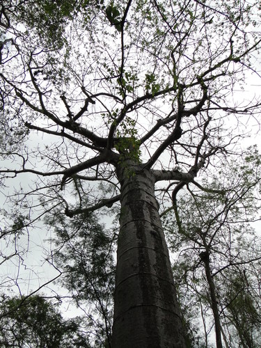 Ceiba pentandra image