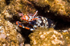 Enchelycore pardalis