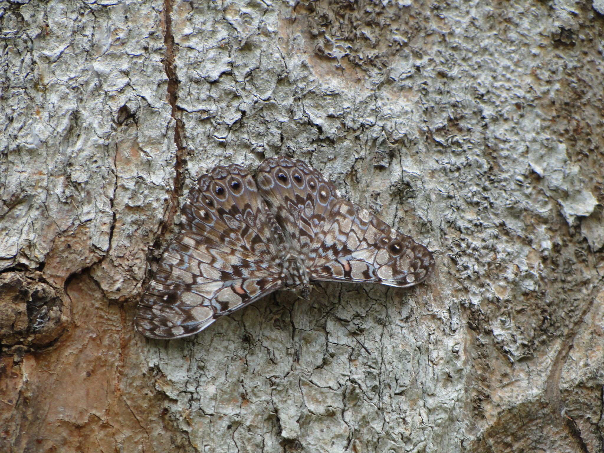 Hamadryas fornax image
