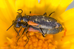Eupompha elegans elegans