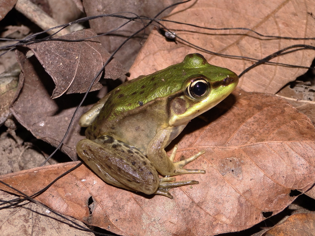 Rio Chipillico Frog