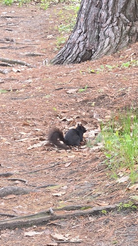 Eastern Gray Squirrel
