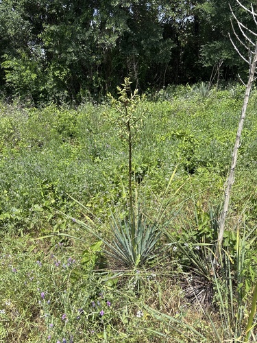 Yucca necopina
