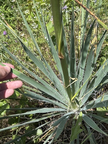 Yucca necopina