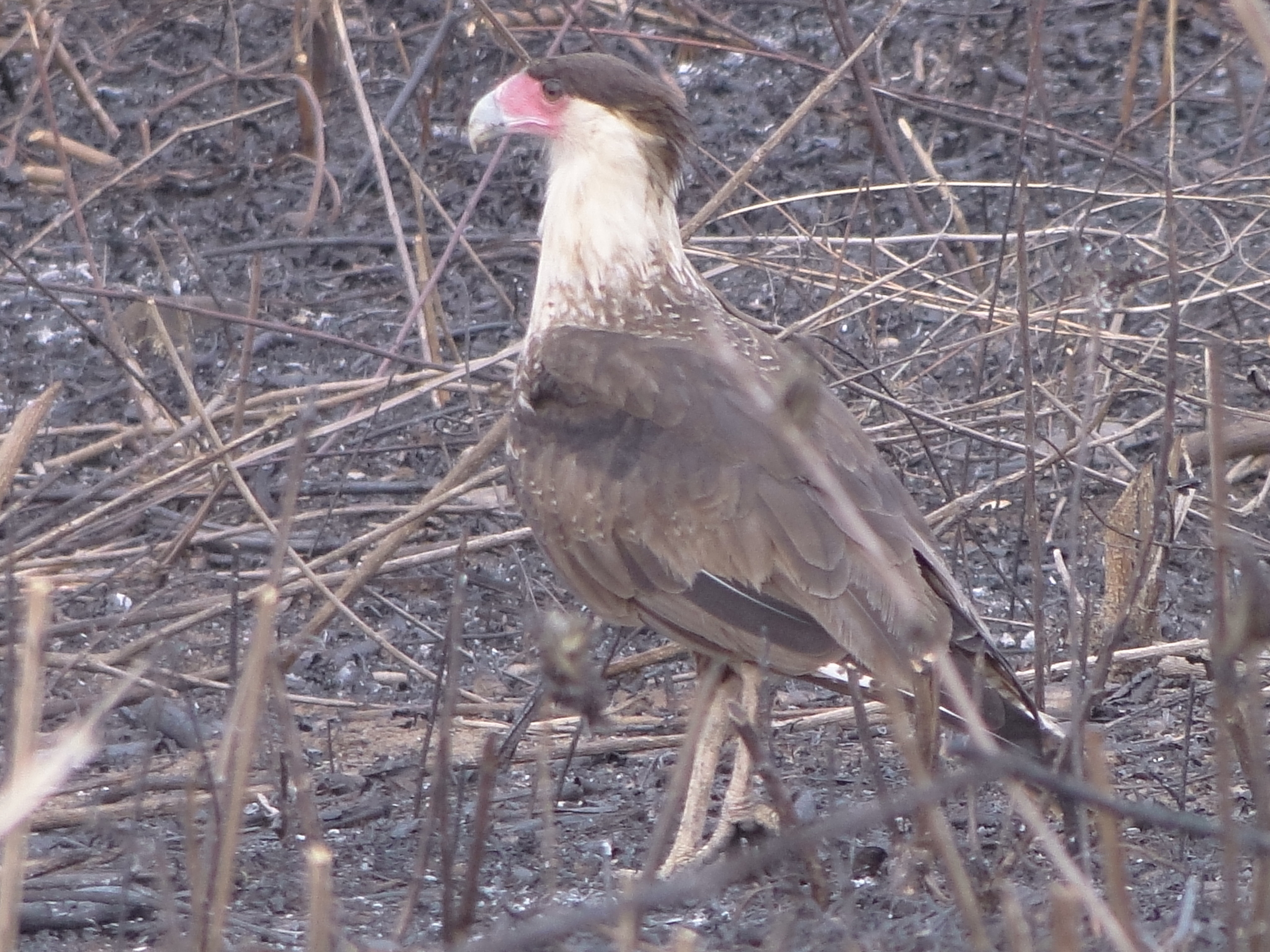 Caracara plancus cheriway image