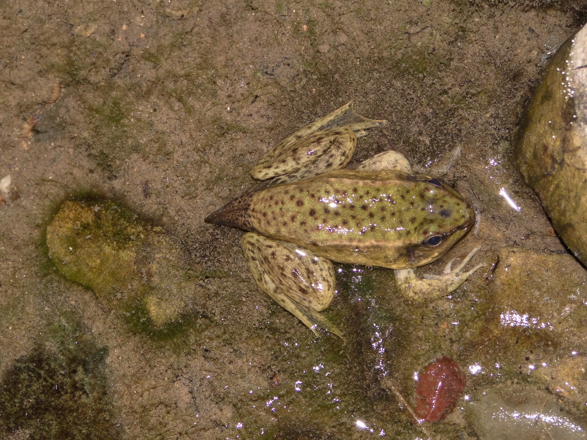 Lithobates bwana image