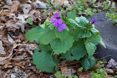 Lunaria annua