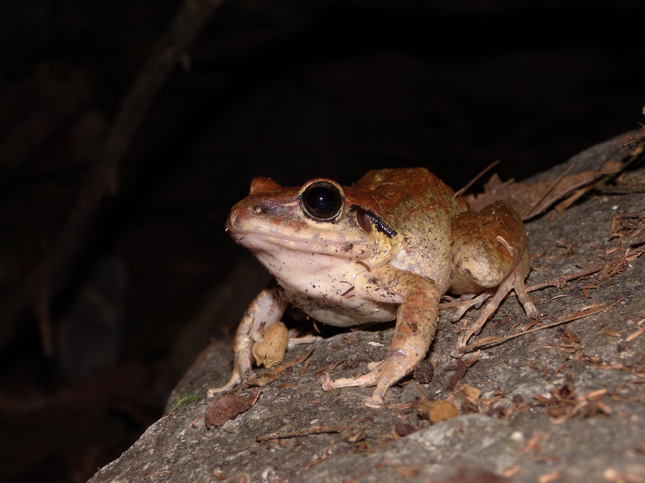 Pristimantis achatinus image