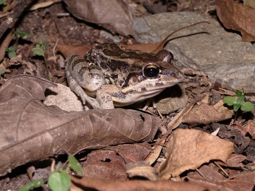 Leptodactylus labrosus image