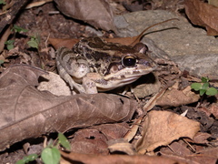 Image of Leptodactylus labrosus