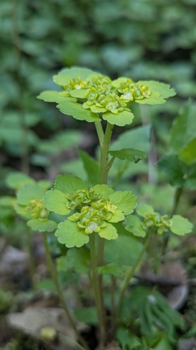 Наблюдение на iNaturalist
