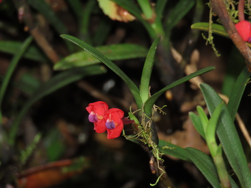 Maxillaria ruberrima