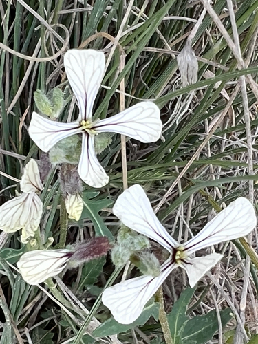 Eruca vesicaria, photograph 3
