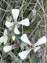 Eruca vesicaria, photograph (c) Rob Williams, some rights reserved (CC BY)
