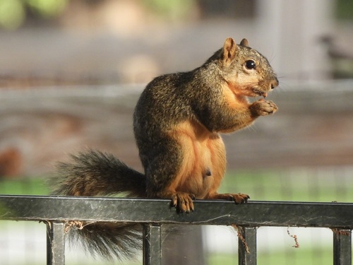 Eastern Fox Squirrel