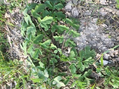 Heracleum sphondylium sphondylium