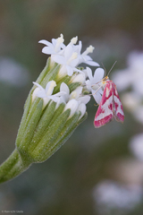 Noctueliopsis aridalis