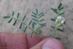 Astragalus didymocarpus