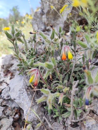 Onosma frutescens