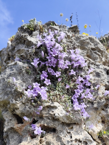 Campanula topaliana