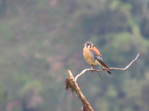 American Kestrel