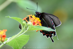 Parides bunichus