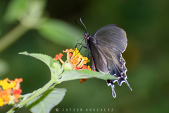 Parides bunichus