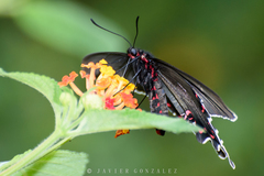 Parides bunichus