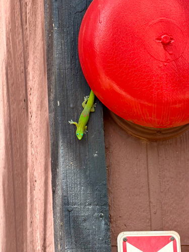 Phelsuma laticauda observed 2026-05-15