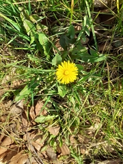 Taraxacum officinale