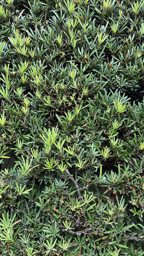 Podocarpus, 2026-05-15
