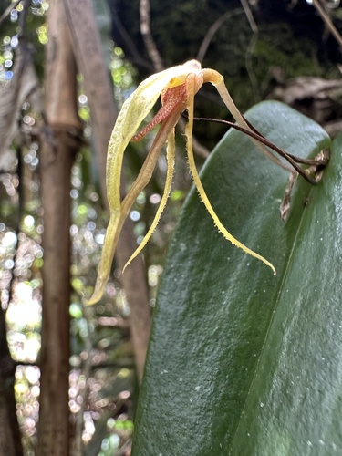 Pleurothallis killipii