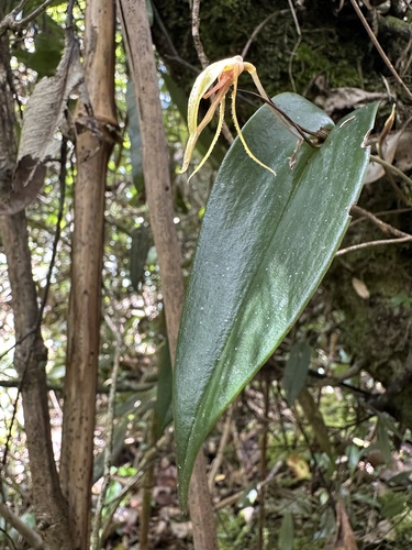 Pleurothallis killipii, photograph 2
