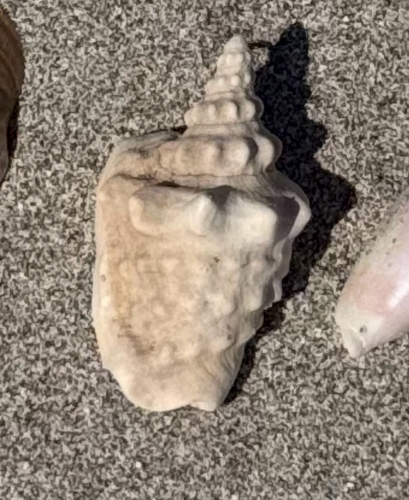 Persististrombus granulatus observed 2026-05-15
