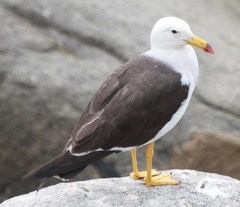 Larus belcheri