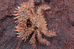 Hapalogaster mertensii