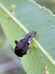 Chrysomela scripta