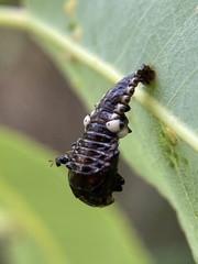 Chrysomela scripta