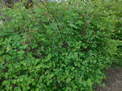 Symphoricarpos albus