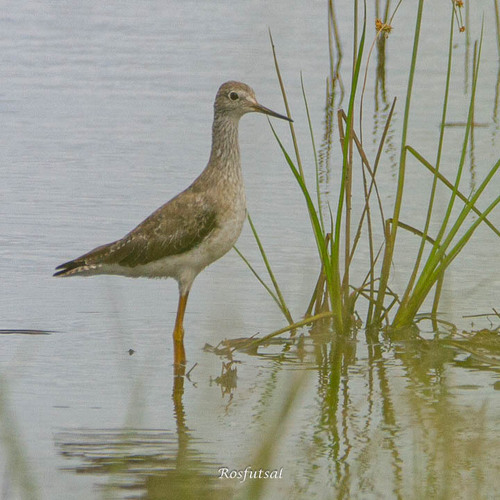 Lesser Yellowlegs